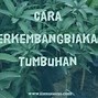 Tanaman Berkembang Biak Dengan Geragih